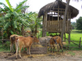 gal/08 - Last Moto Trip/_thb_RIMG1954.jpg